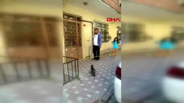Yavruları tahliye edilen binada kalan kedinin yardımına mahalleli koştu