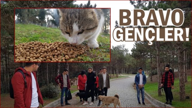 Gezgineu üyeleri hayvanlara mama dağıttı