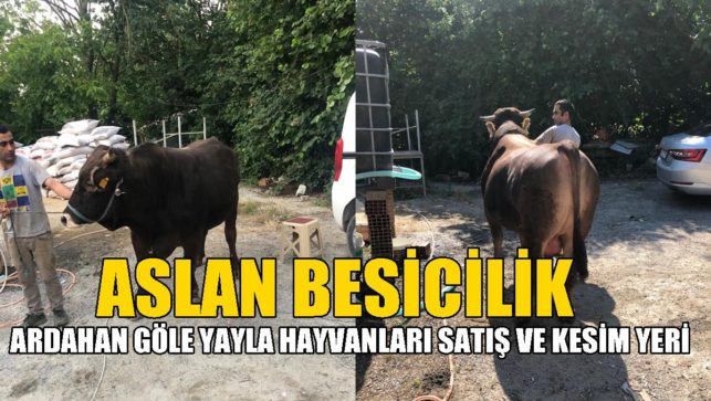 Kurban dendiğinde ilk adres: ASLAN BESİCİLİK