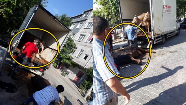 Sultangazi’den vahşet görüntüleri! Kapalı kasada havasız kalan kurbanlıklar telef oldu